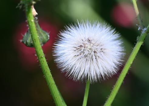 The May flowerheads of Smooth Sow-thistle are yellow, and the pappuses can be used like the dandelion clock.