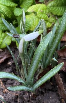 Snowdrops flower between January and March, often being escapees from gardens, sometimes being planted.