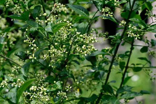 Spindle Tree, Heene Cemetery, late May 2025.