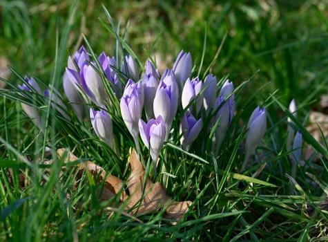 Clumps of pale and delicate Spring Crocus are often the first spring flowers to appear in the Cemetery.