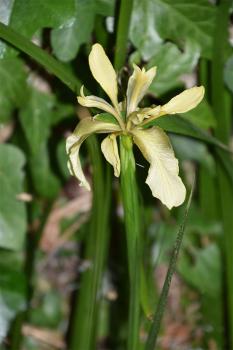 Stinking Iris produces a meaty smell when its leaves are crushed, but the plant as a whole does not stink.