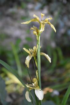  Stinking Iris tolerates sun or shade, and the yellow/blue flowers from May are followed by capsules of orange seeds.