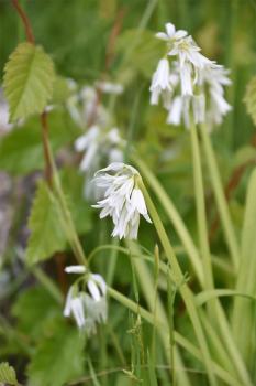 Three-cornered Garlic or Leek is virtually impossible to eradicate once it is well-established.