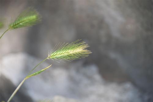 Wall Barley is an annual, with light green leaves, and it flowers from May.