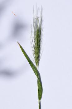 Wall Barley photographed against white card.