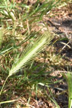 For generations children have used the bristly flower spikes of the native grass Wall Barley as darts.