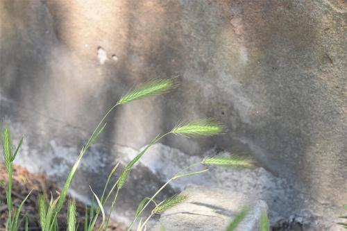 Wall Barley is a type of grass. Grasses grow from the base, whereas most other plants grow from the tip.