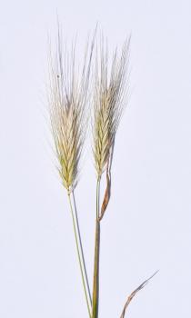 Wall Barley photographed against white card.