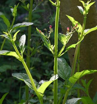 A figwort poultice is used for ulcers, piles, scrofulous swellings and for toothache.