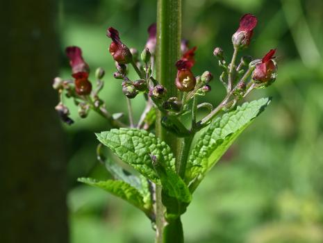 This perennial of damp places rises like a Willowherb to nearly two metres in height, showing small, brown, gaping flowers.