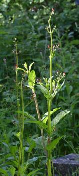 This particularly vigorous individual reached nearly 2 metres in height after the damp Spring of 2024.