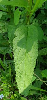The leaves of Water Figwort are gently rounded at the tip, rather than being acutely pointed as are Green or Common Figwort leaves.