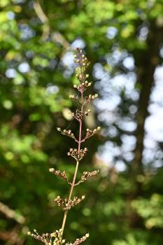 Water Figowrt retains its upright pose even when its flower heads have started drying out, here seen in August.