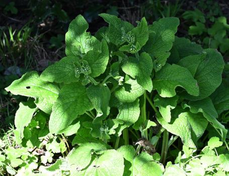 The white flowers of this plant started appearing at the end of March (2024).