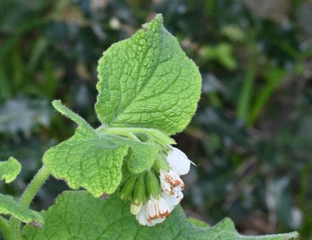 Here's the same plant a week later (in April 2024).