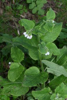 Here's the same plant a week later (in April 2024).