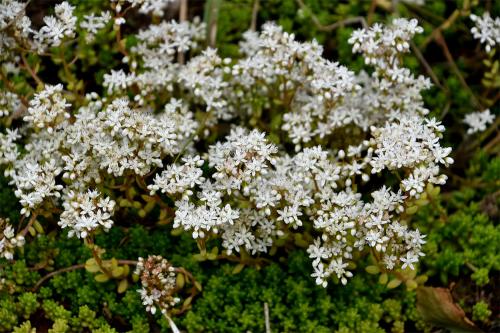 White Stonecrop's tiny white flowers emerge on succulent-like stems that thrive on bare stone.