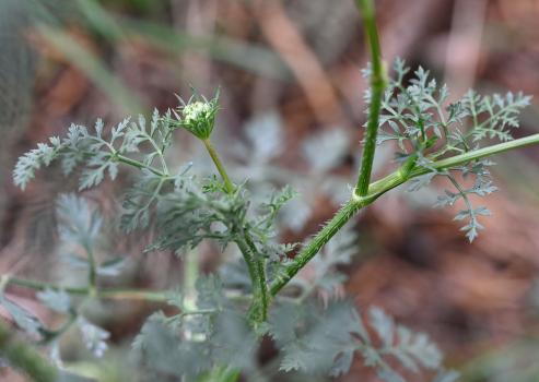 Stalks of Wild Carrot are hairy or coarsely hairy.