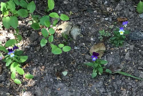 Mauve, lavender, white, and yellow are the colours commonly seen on the highly variable flowers of our Wild Pansy. 