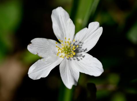 Wood Anemone, early April 2025.