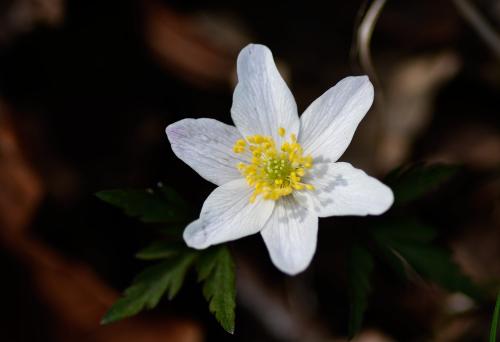 Wood Anemones are short white flowers that appear in Britain in early-spring. They grow from underground rhizomes.