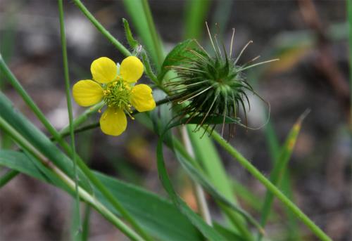  The root of Wood Avens is a powerful medicine with a wide range of claimed uses.