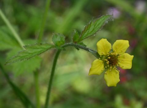 Flowering from May, the yellow flowers of Wood Avens or Herb Bennet are a familiar sight in gardens nowadays. 