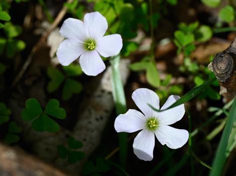 Wood-sorrel has bell-shaped flowers that have a drooping appearance, although they open fully, with petals that flare outwards, in full sun.