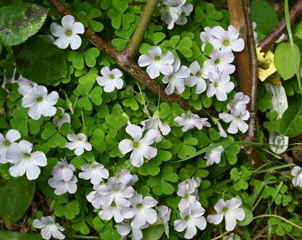 Wood-sorrel has bell-shaped flowers that open fully, with petals that flare outwards, in full sun.