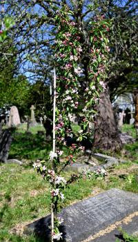 Its parents are the Manchurian crab apple Malus mandshurica and Siebold's crab apple Malus sieboldii.