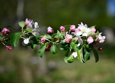 It is a small deciduous tree with a broad ovoid crown and white flowers followed by a profuse crop of bright, deep yellow fruits 2.5cm in length, which persist well into winter.
