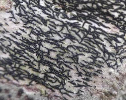 Arthonia atra is a lichen with scattered or sprinkled apothecia.