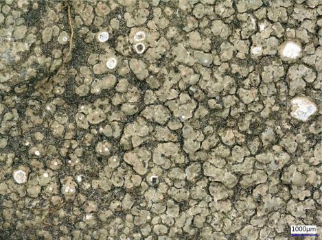 The Aspicilia contorta subsp. hoffmanniana lichen is found on hard calcareous rocks, on concrete and graveyard tombs.