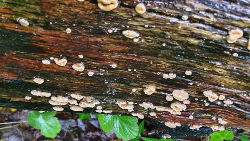 Smoky Bracket is a flat white and brown fungus with undulating edges.
