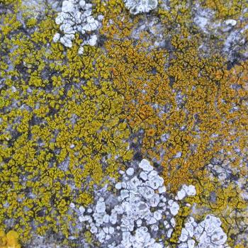 Caloplaca dichroa occurs on sunny limestone rocks. In the cemetery, it was found on a sandstone headstone.