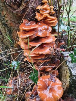 Clusters of tan yellow mushrooms on decaying deciduous trees betray this species, Velvet Shank.