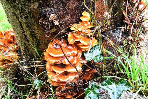 The colour of Velvet Shank darkens towards the centre of the smooth, slimy cap.  