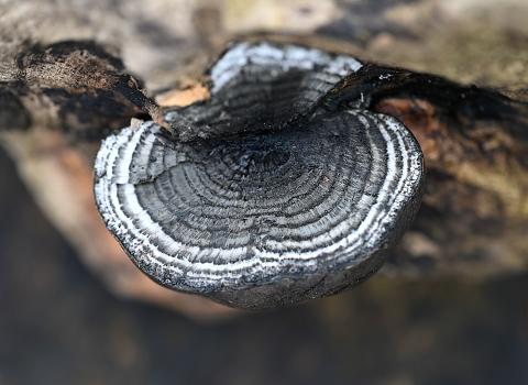 Slicing into King Alfred's Cake fungus reveals distinctive concentric layers, not unlike what one sees in an onion.