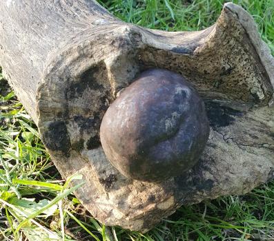 The dark, golf ball-size King Alfred's Cake fungus, January 2025