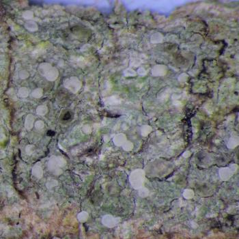 Lecania cyrtella is mostly found on rough bark.