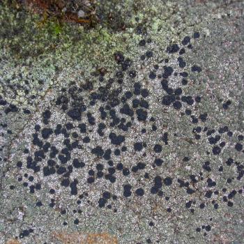 Lecidella scabra is a crustose lichen that favours acid walls and, occasionally, wood and tree trunks.