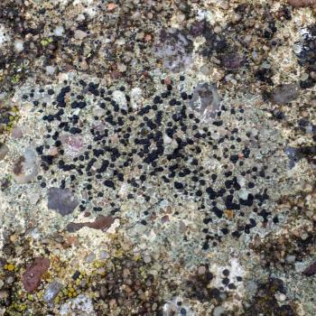 Lecidella stigmatea is a crustose lichen that grows on urban walls and paths.