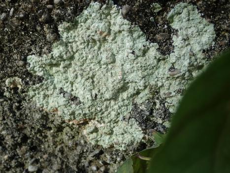 Lepraria finkii is a leprose lichen that is found in sheltered, usually vertical, locations.