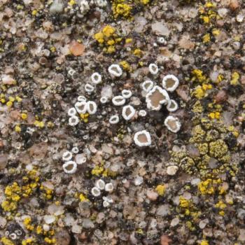 Myriolecis dispersa is a pollution-resistant crustose lichen that is found on a range of substrates.