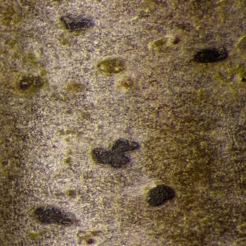 Naevia punctiformis is a crustose lichen that appears on twigs and branches.