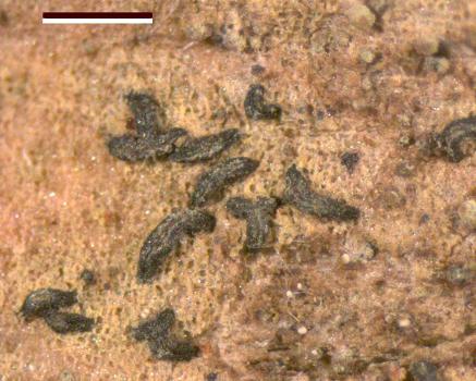 Opegrapha viridipruinosa is a crustose lichen that favours shaded areas on the bark of trees.