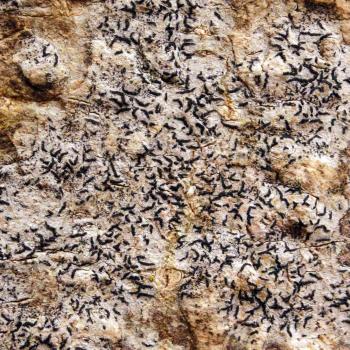 Opegrapha vulgata is a lichen commonly found on smooth-barked trees in shaded area.