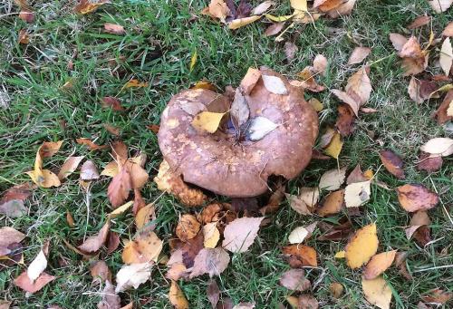 The cap of the Brown Rollrim is flattened with a slight depression towards the middle.