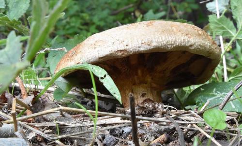 The edges of the Brown Rollrim roll under to the gills.
