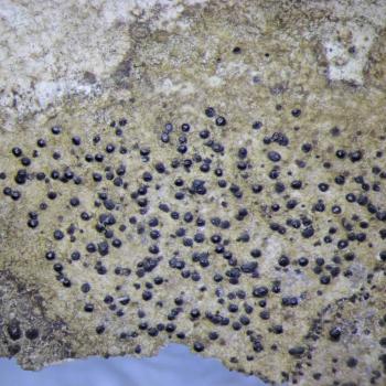Porina byssophila is a crustose lichen found on limestone and on old trees.